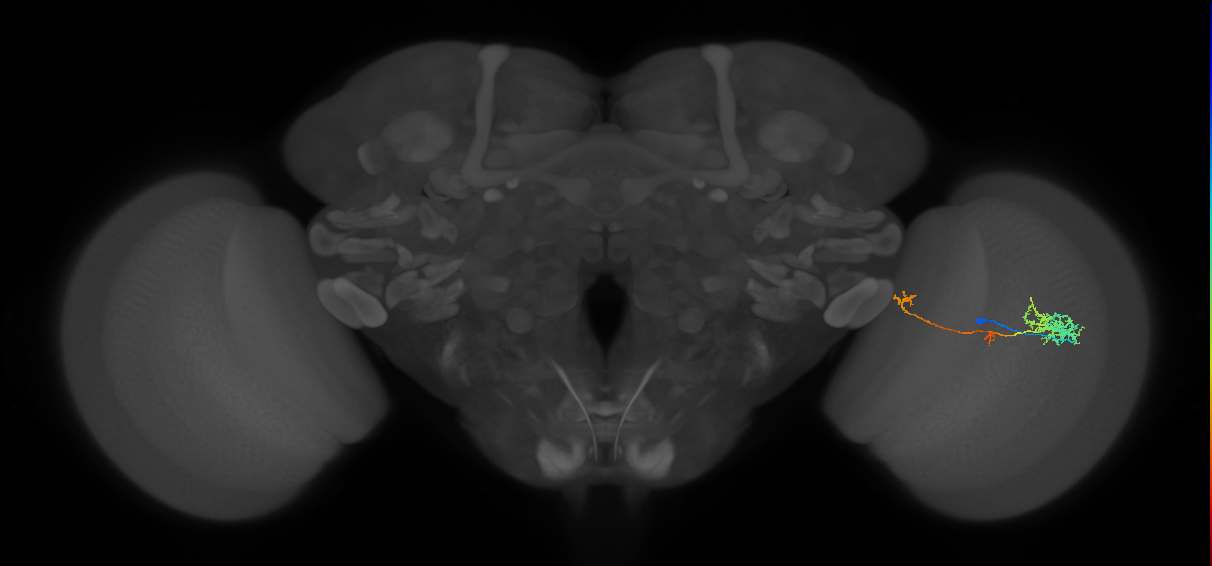 TmY10_R (MaleCNS:67552)