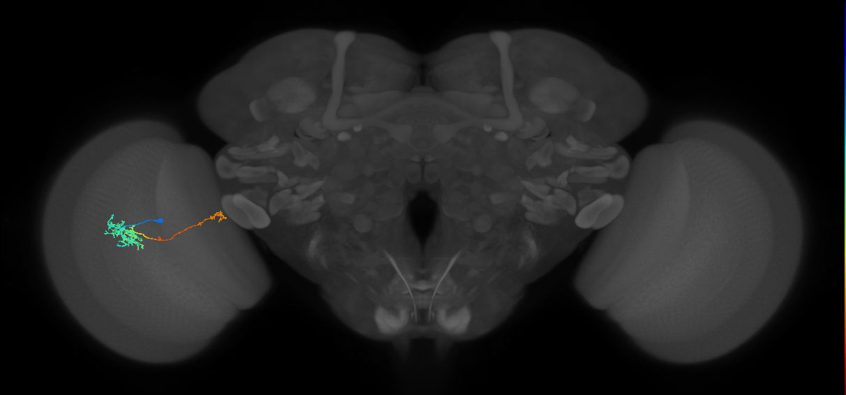 TmY10_L (MaleCNS:539895)