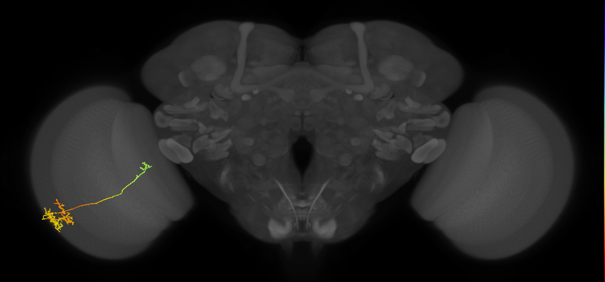 TmY10_L (MaleCNS:517220)