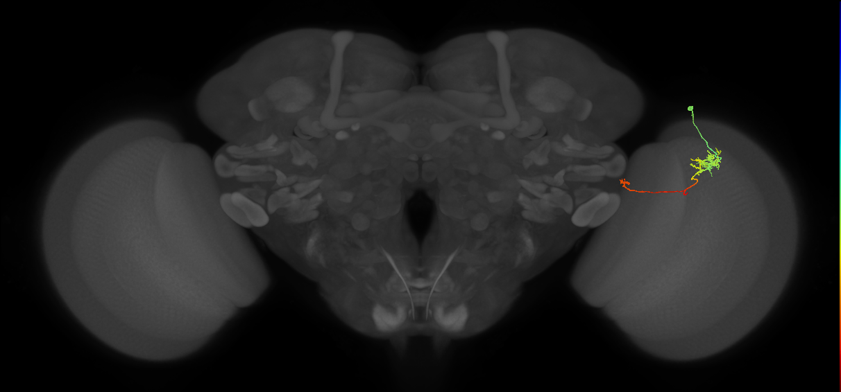 TmY10_R (MaleCNS:93467)