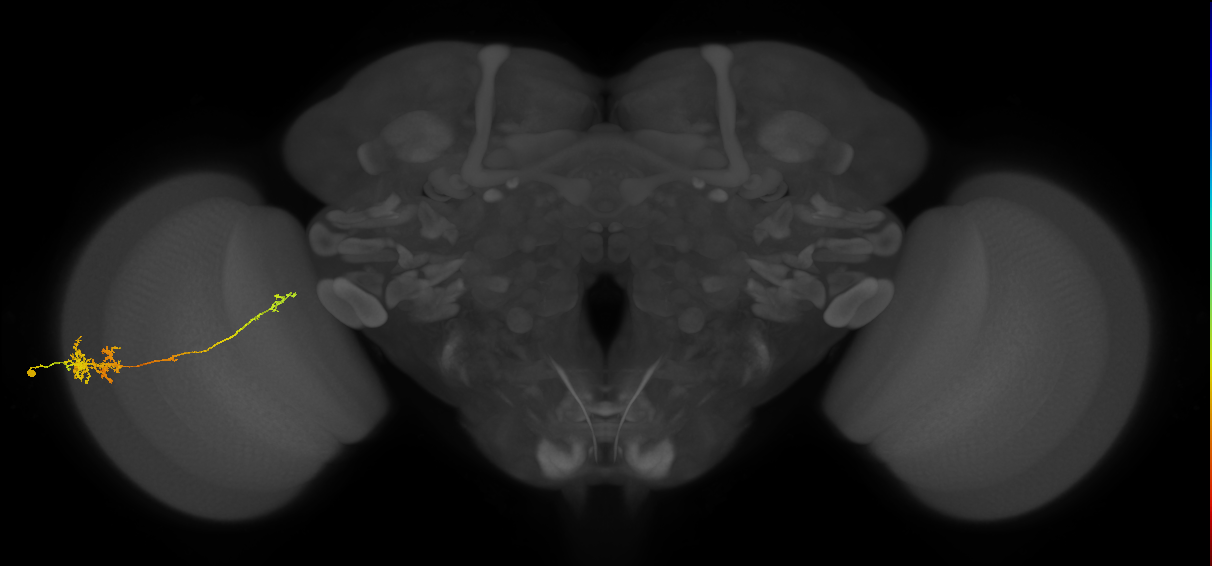 TmY10_L (MaleCNS:51512)