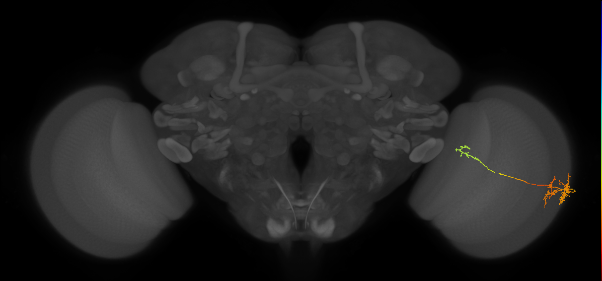 TmY10_R (MaleCNS:62506)