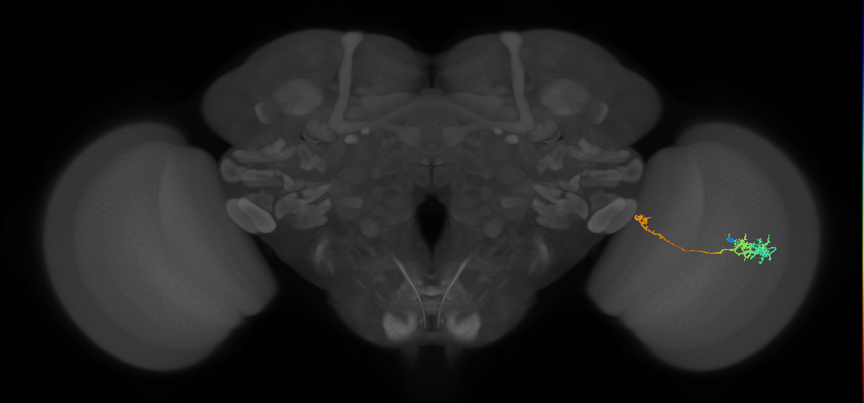 TmY10_R (MaleCNS:54742)