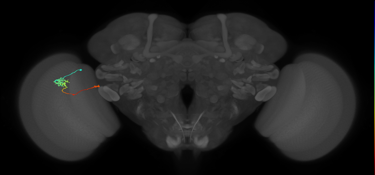 TmY10_L (MaleCNS:28804)