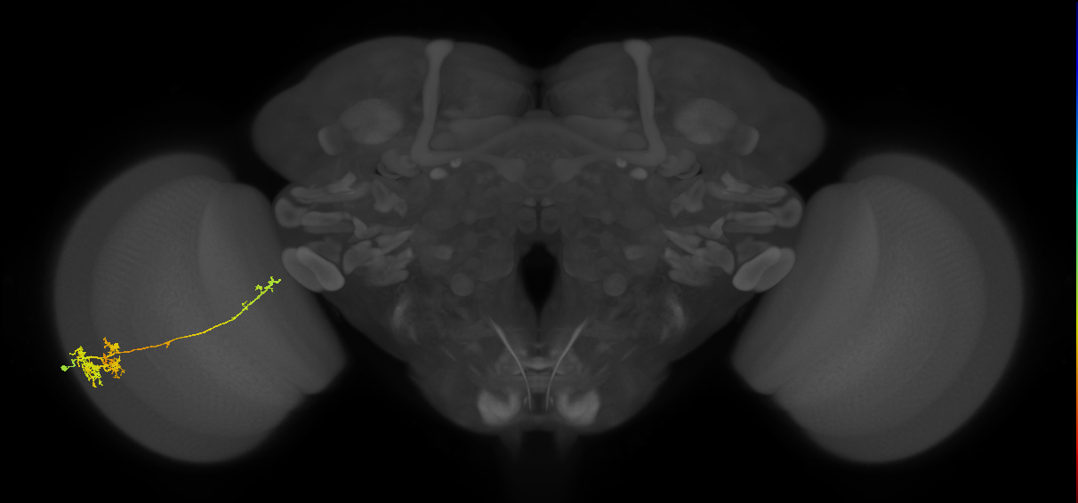 TmY10_L (MaleCNS:46085)