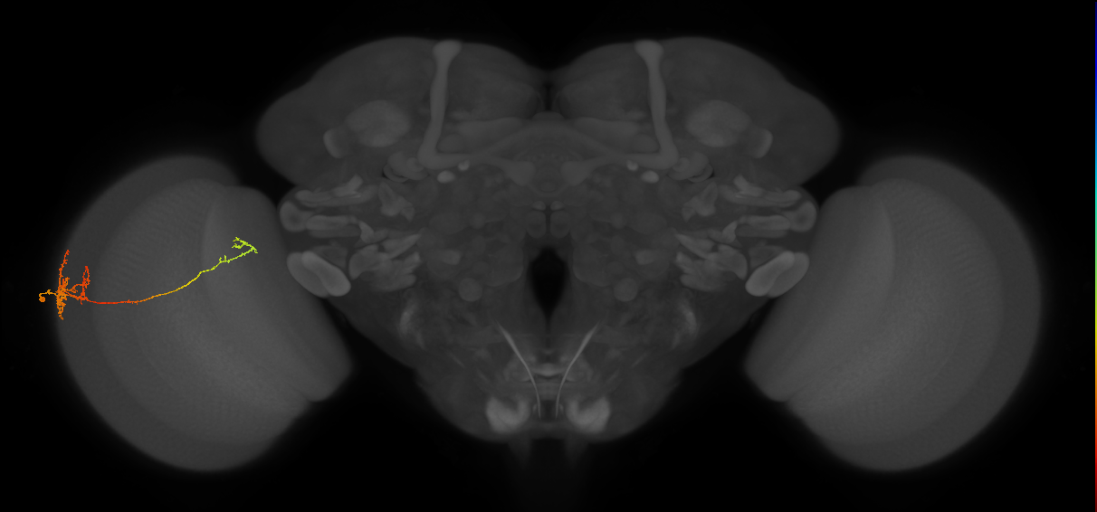 TmY10_L (MaleCNS:65409)
