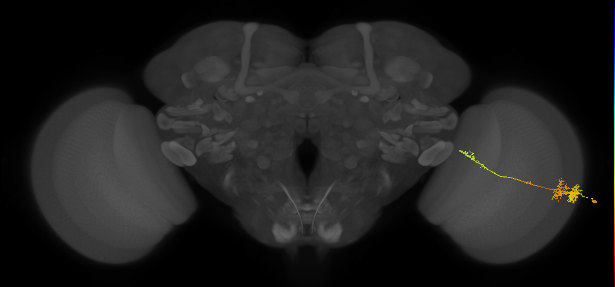 TmY10_R (MaleCNS:59686)