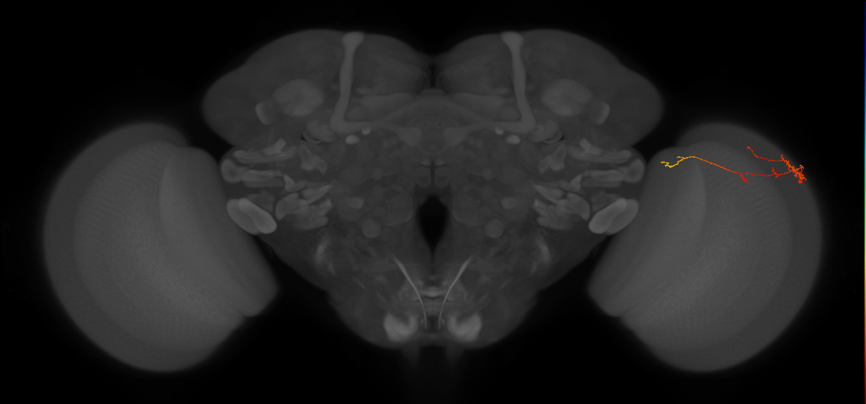TmY10_R (MaleCNS:149816)