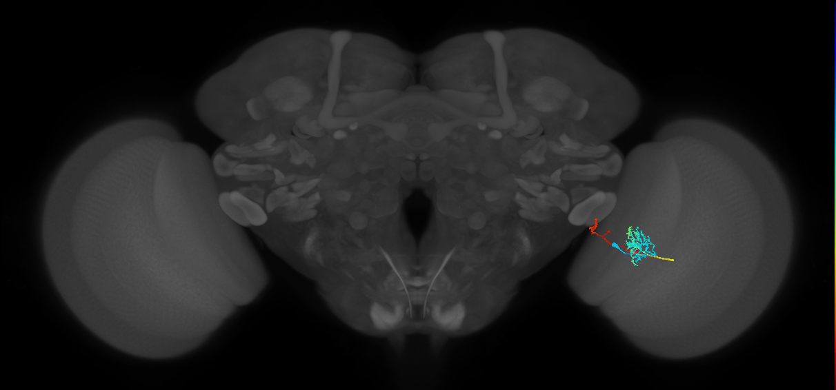 TmY10_R (MaleCNS:75976)
