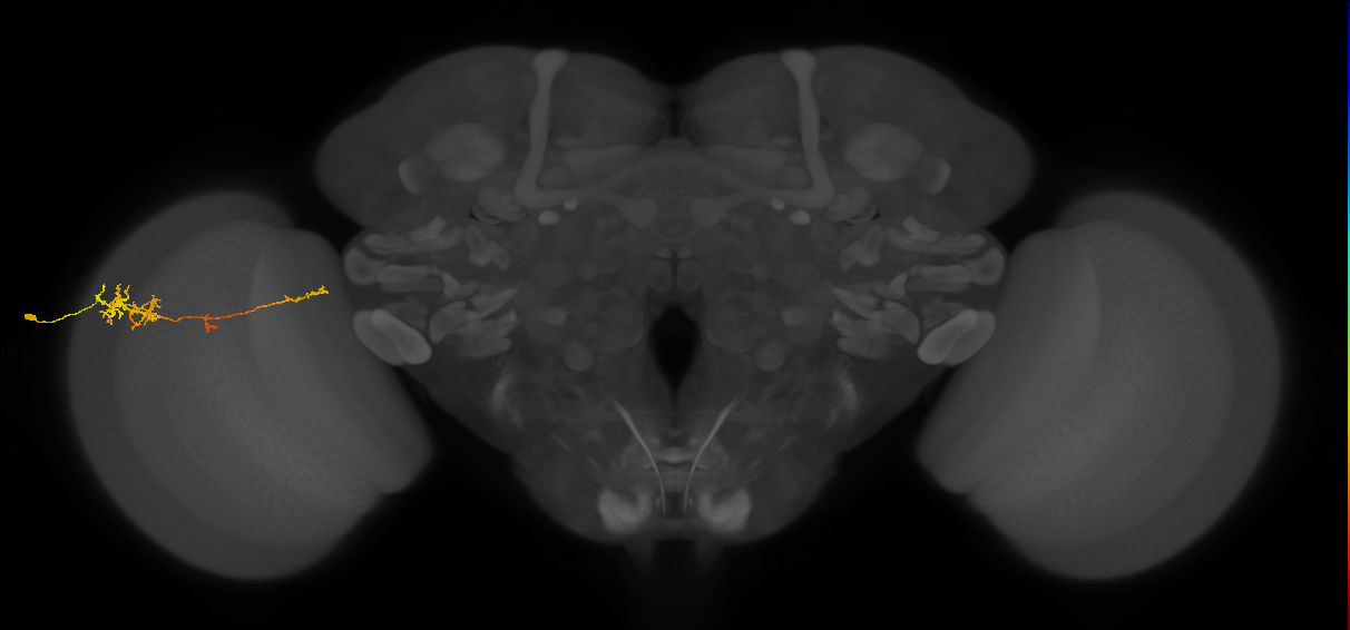 TmY10_L (MaleCNS:74570)