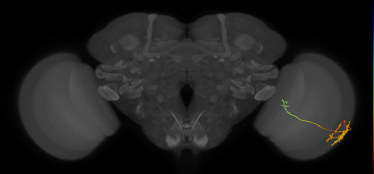 TmY10_R (MaleCNS:48154)