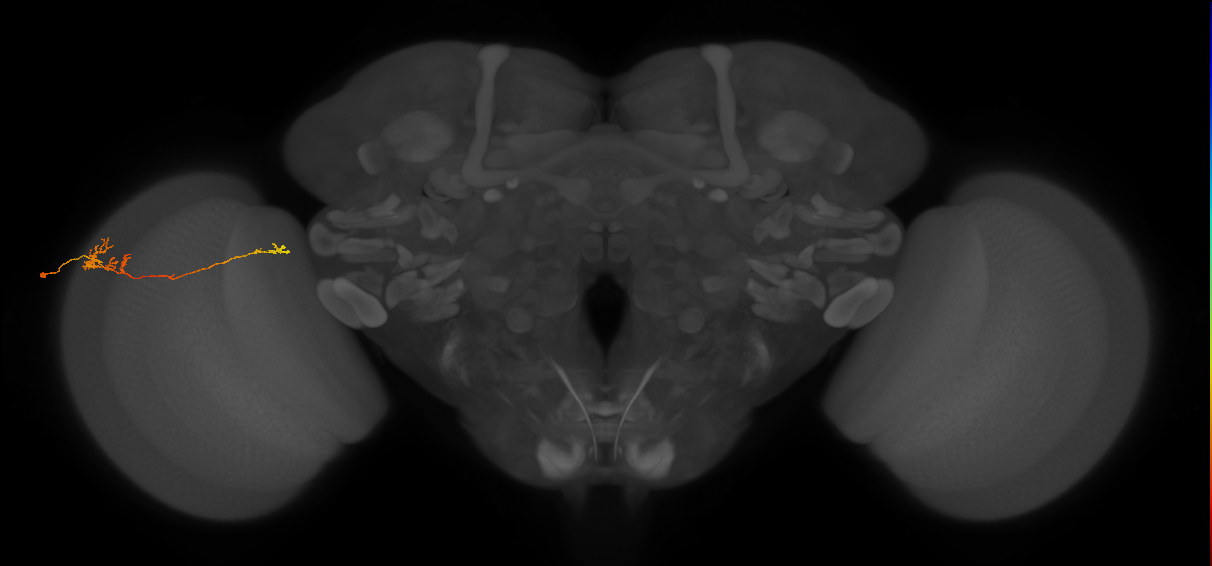 TmY10_L (MaleCNS:62245)