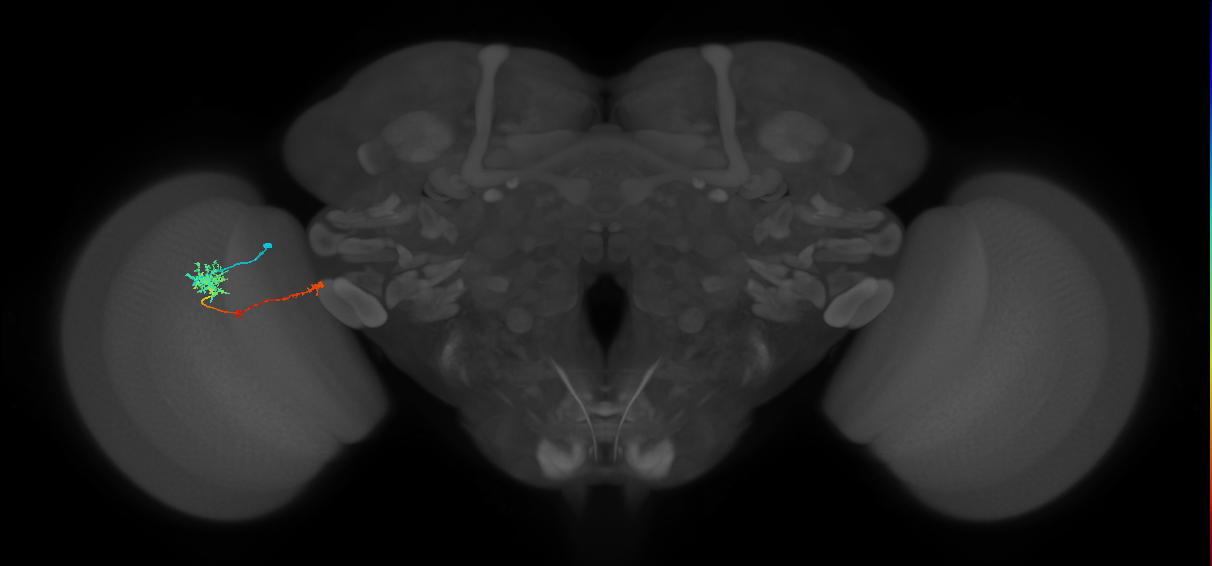 TmY10_L (MaleCNS:103736)