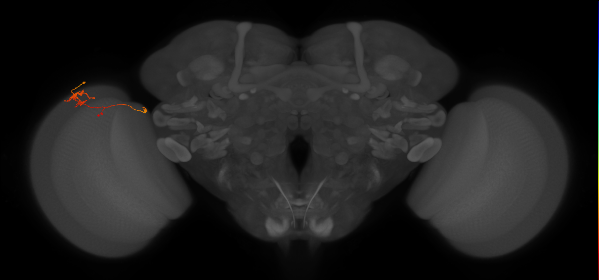 TmY10_L (MaleCNS:95540)