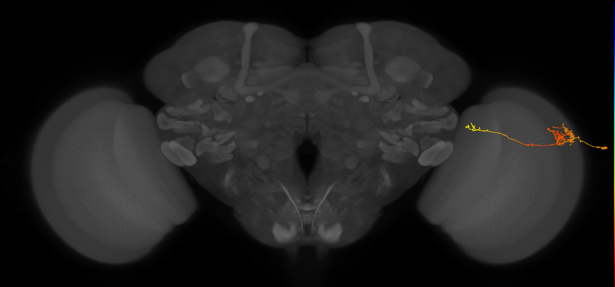 TmY10_R (MaleCNS:73396)