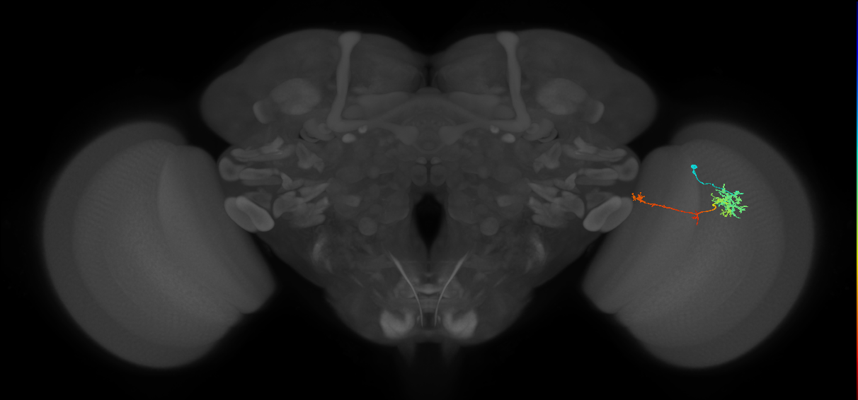 TmY10_R (MaleCNS:113714)