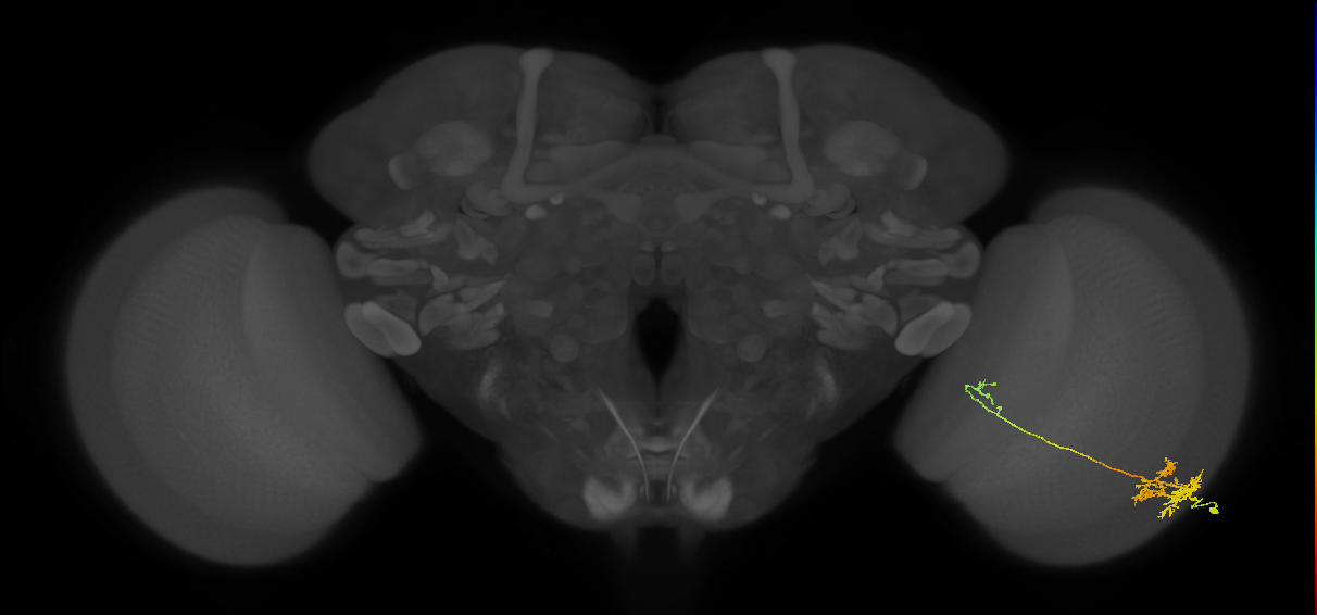 TmY10_R (MaleCNS:43712)