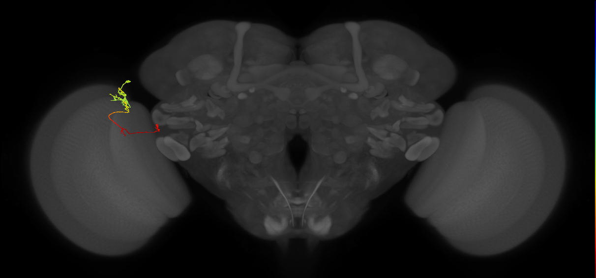 TmY10_L (MaleCNS:165422)