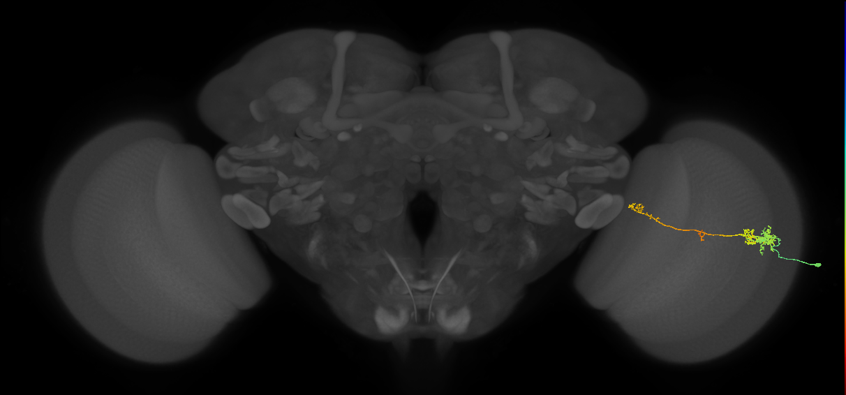 TmY10_R (MaleCNS:58636)