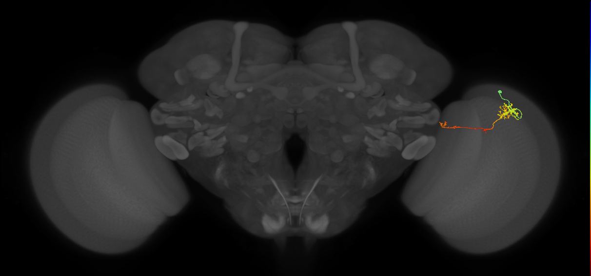TmY10_R (MaleCNS:89382)