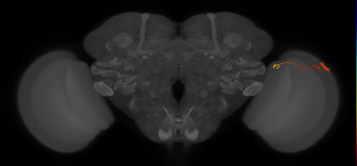 TmY10_R (MaleCNS:118680)