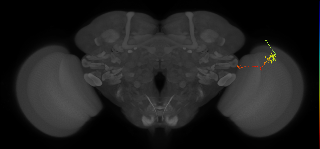 TmY10_R (MaleCNS:110415)
