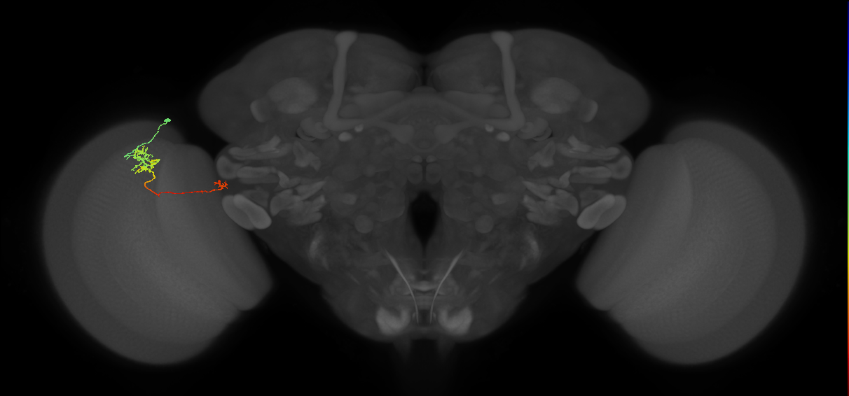 TmY10_L (MaleCNS:544662)