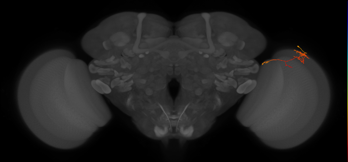 TmY10_R (MaleCNS:109852)