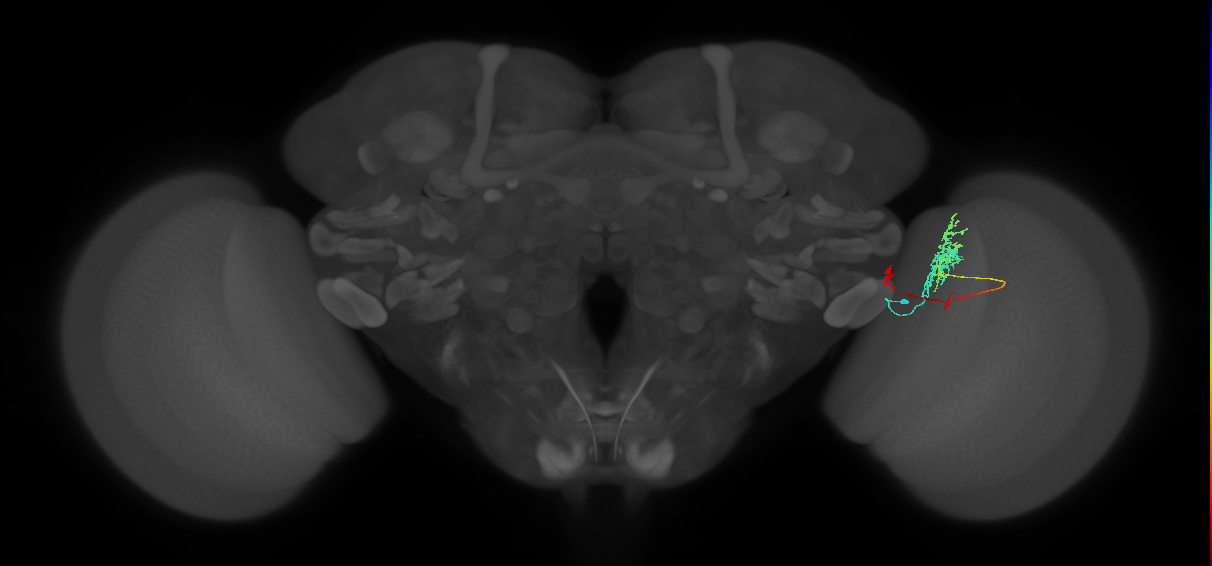 TmY10_R (MaleCNS:52660)