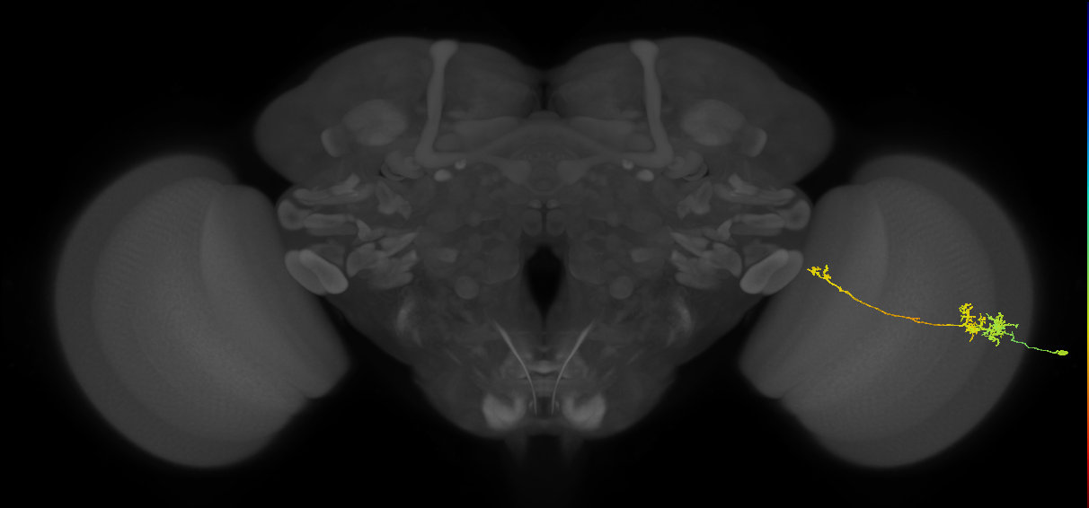 TmY10_R (MaleCNS:52667)