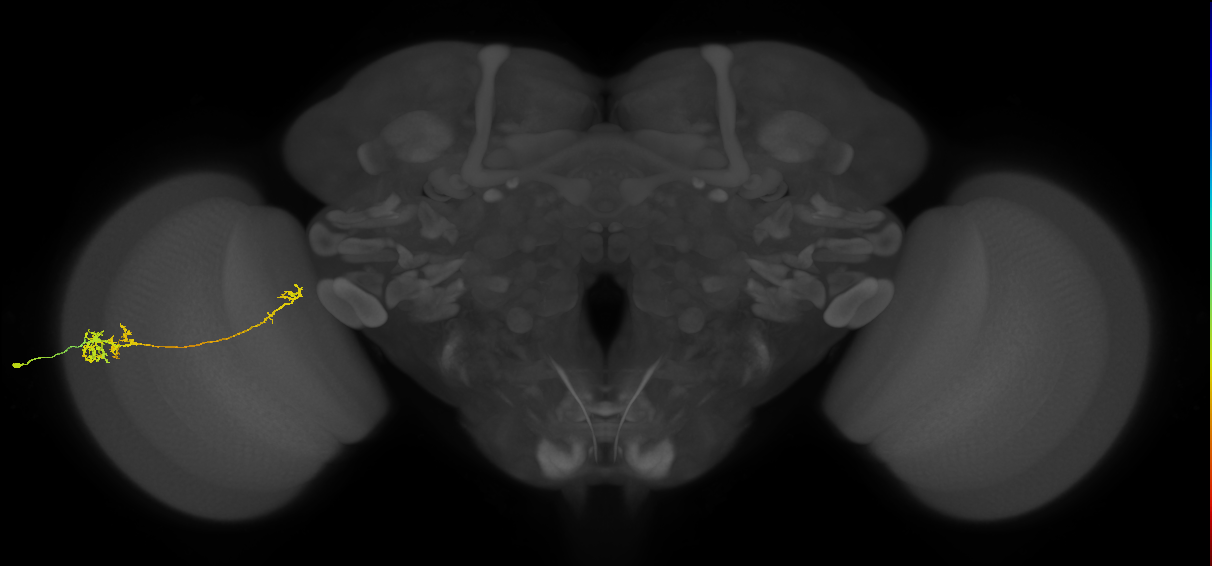 TmY10_L (MaleCNS:518672)