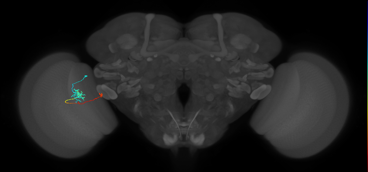 TmY10_L (MaleCNS:516391)