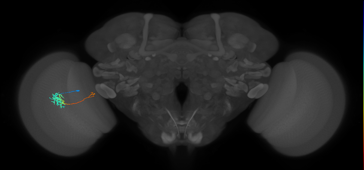 TmY10_L (MaleCNS:90068)