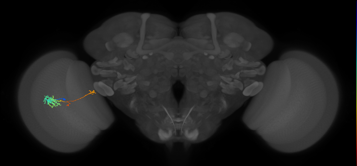 TmY10_L (MaleCNS:37844)