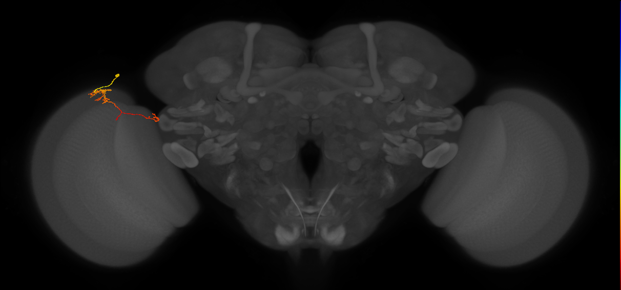 TmY10_L (MaleCNS:121010)