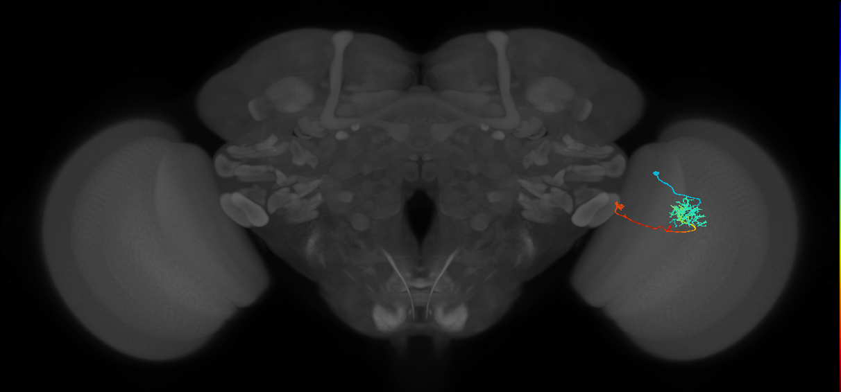 TmY10_R (MaleCNS:74459)