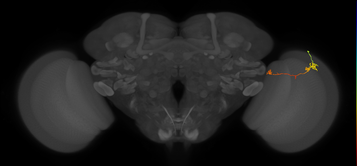 TmY10_R (MaleCNS:106527)