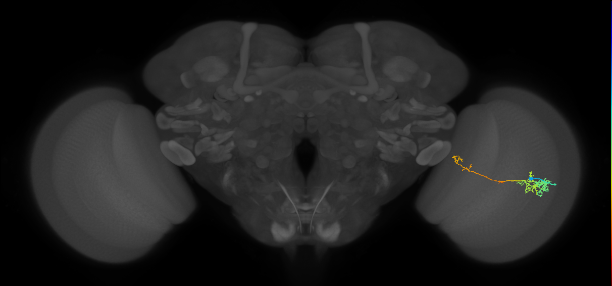 TmY10_R (MaleCNS:61028)