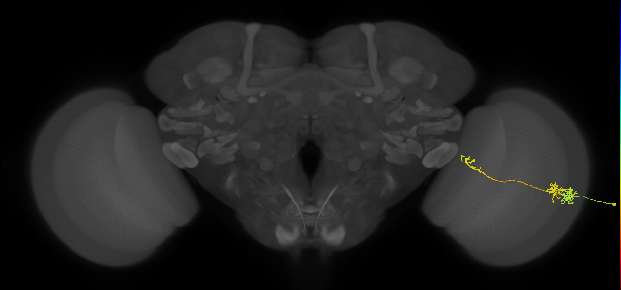 TmY10_R (MaleCNS:45435)