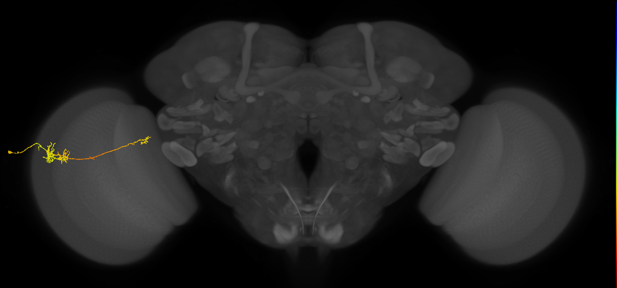 TmY10_L (MaleCNS:533714)