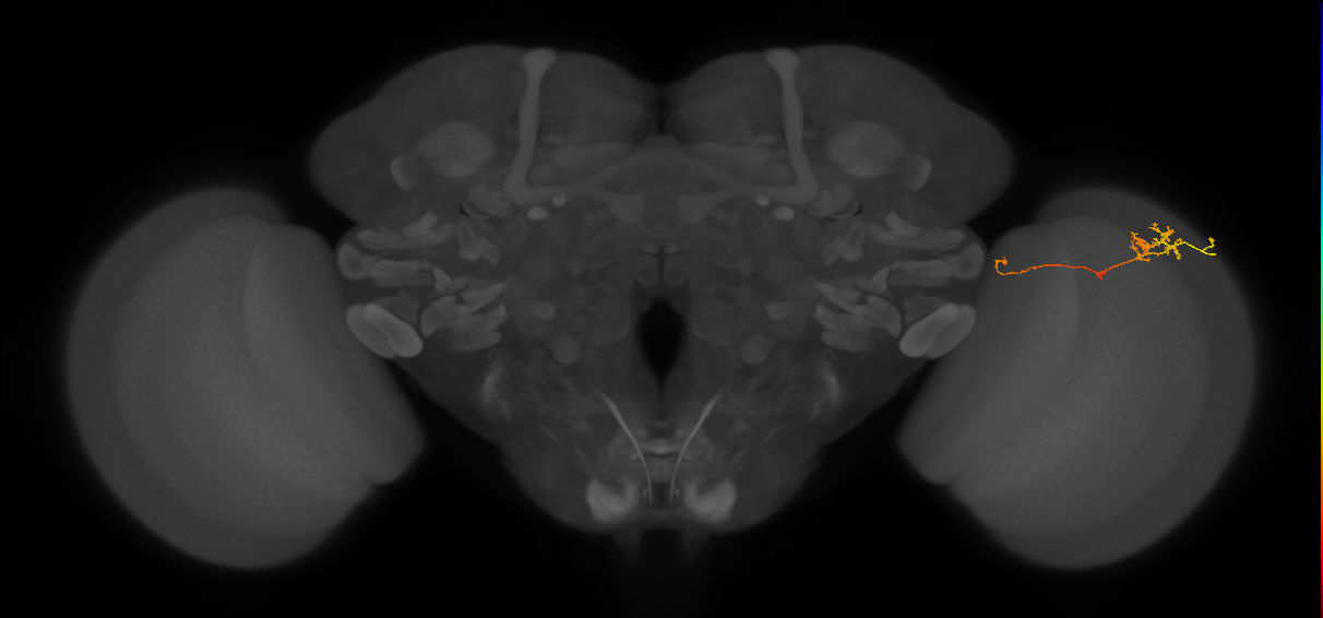 TmY10_R (MaleCNS:98743)