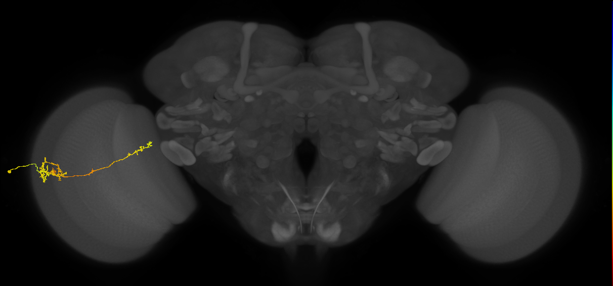 TmY10_L (MaleCNS:45375)
