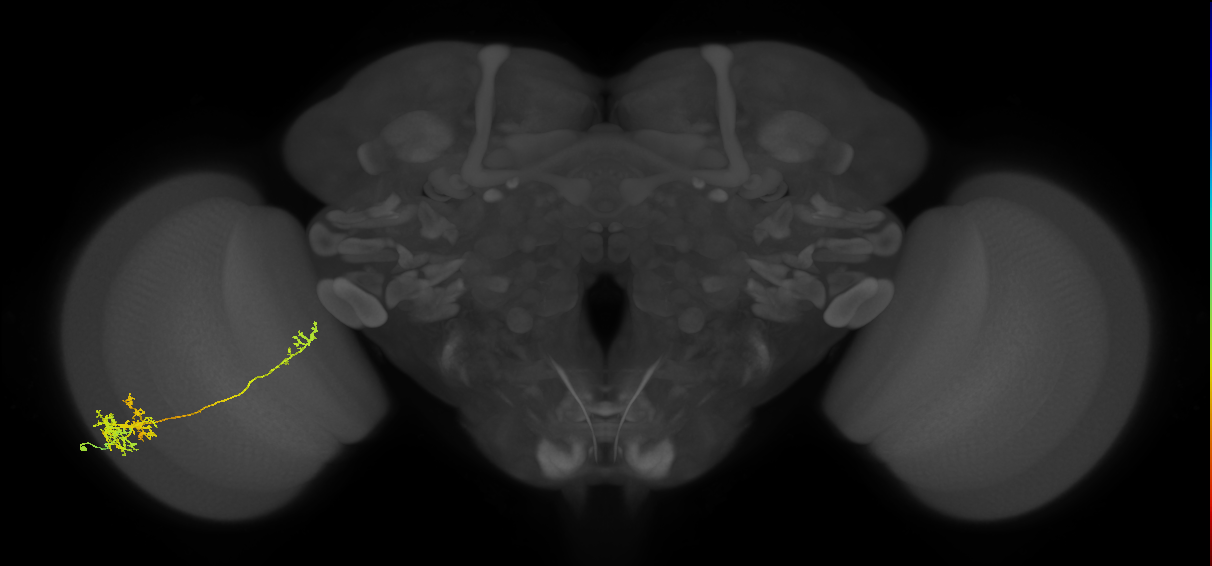 TmY10_L (MaleCNS:534176)