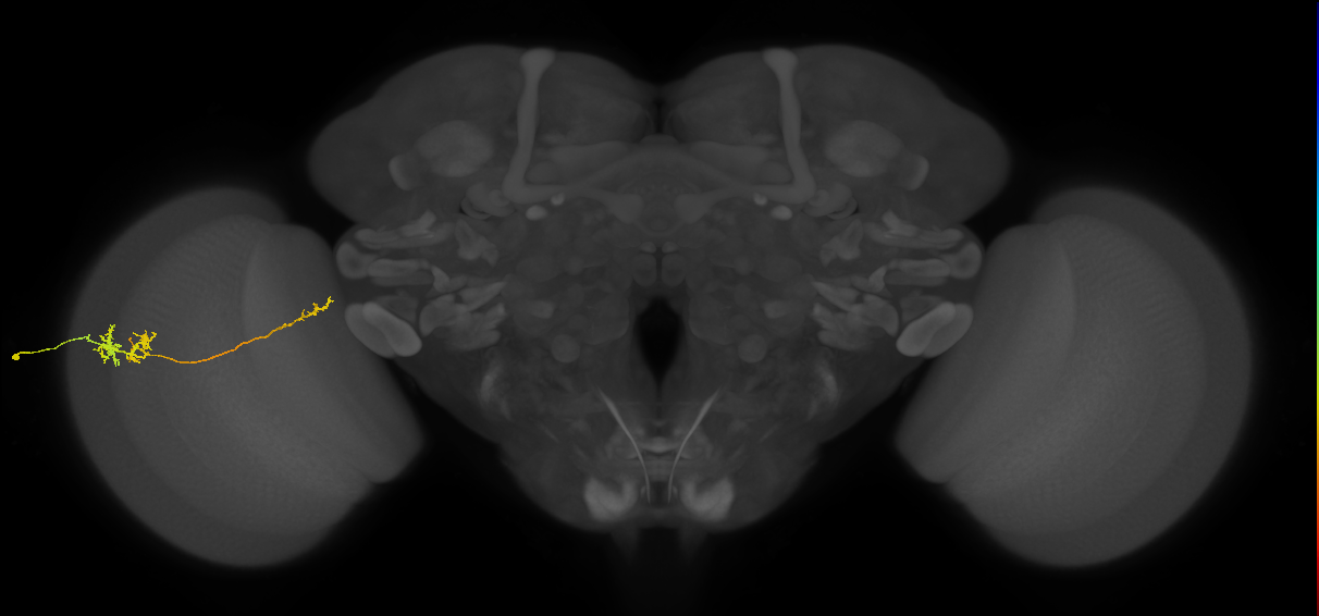 TmY10_L (MaleCNS:75934)