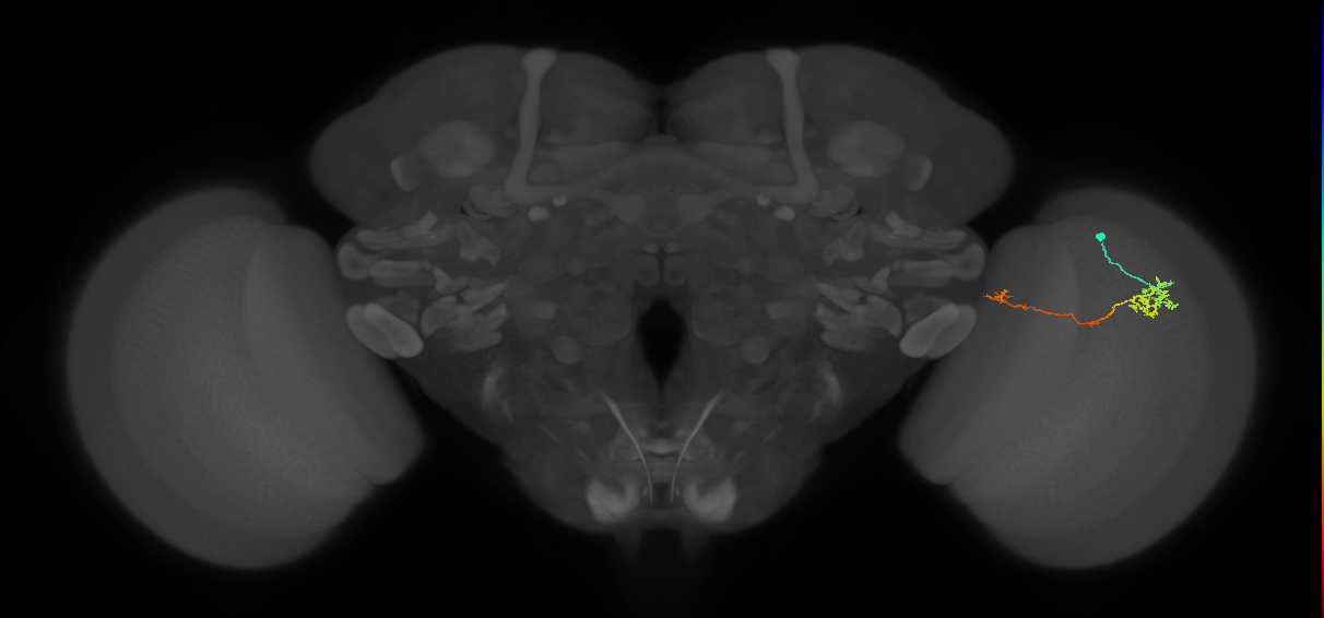 TmY10_R (MaleCNS:90232)