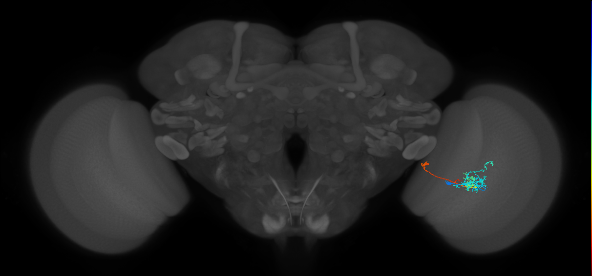 TmY10_R (MaleCNS:65390)
