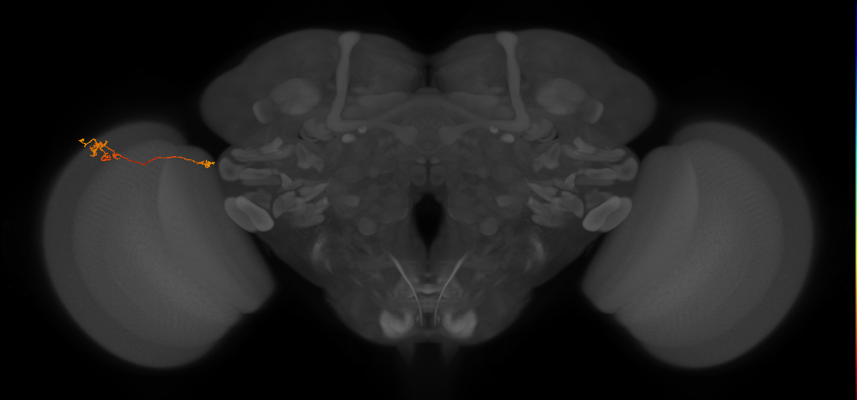 TmY10_L (MaleCNS:124719)