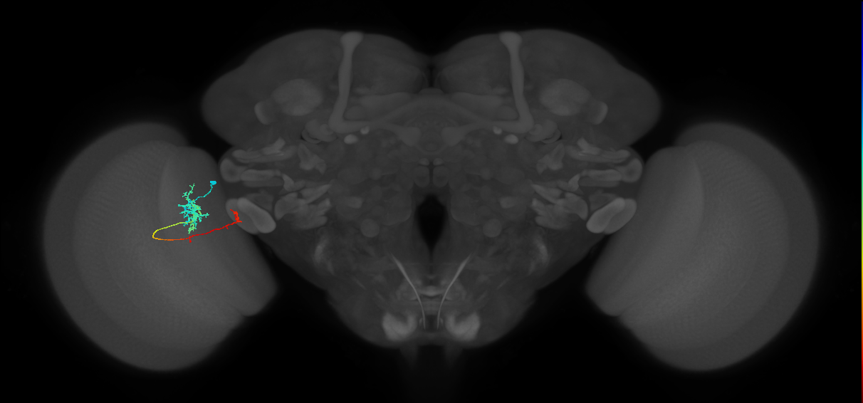 TmY10_L (MaleCNS:517929)