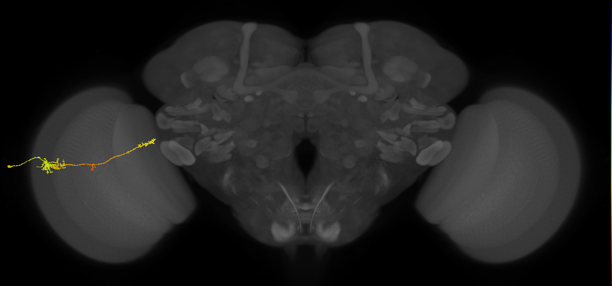 TmY10_L (MaleCNS:75291)