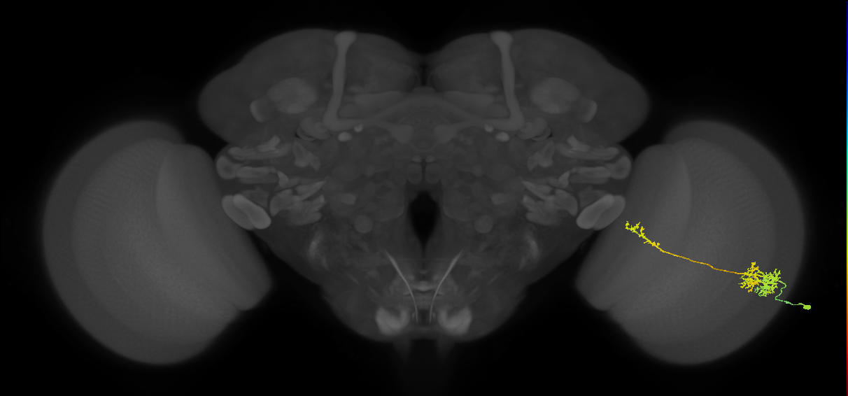 TmY10_R (MaleCNS:34665)